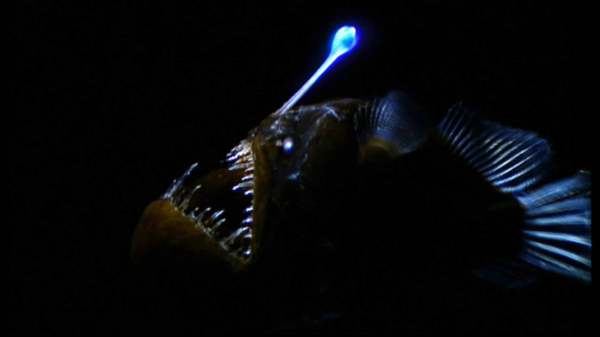 Fener Balığı (Lophius piscatorius) 4 Fener Balığının Özellikleri