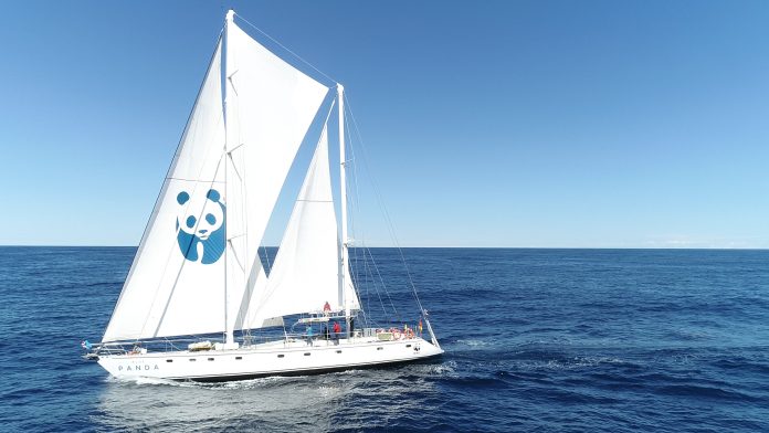 blue panda